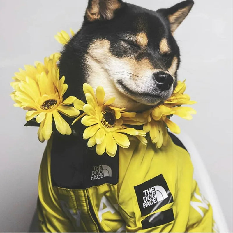 PAWVORA - Waterproof Dog Coat for Dry and Visible Walks