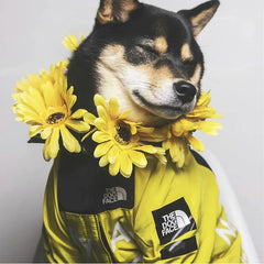 PAWVORA - Waterproof Dog Coat for Dry and Visible Walks