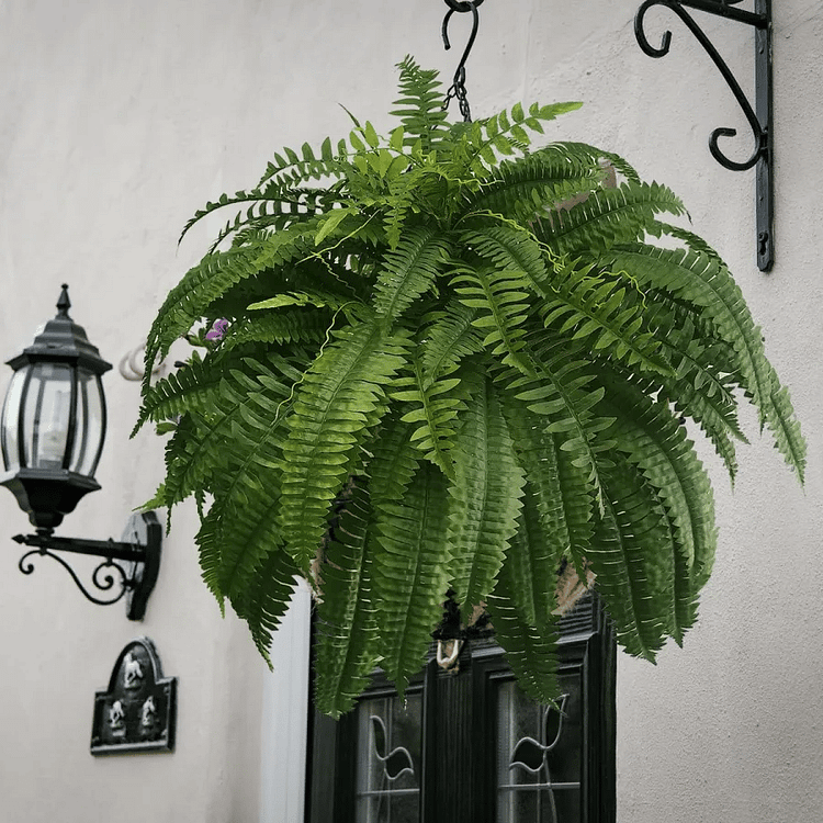 VERDAFERN - UV-Resistant Artificial Boston Fern for Lasting Greenery