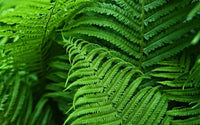 VERDAFERN – UV-Resistant Outdoor Greenery
