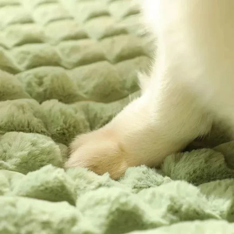 PAWVORA - Sculptural Orthopedic Pet Bed for Supportive Rest