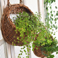 WICKORA - Wicker Wall Planter for a Striking Floral Display