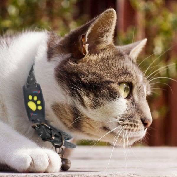 MEOWLOC - GPS cat tracker collar designed for real-time location monitoring and pet safety