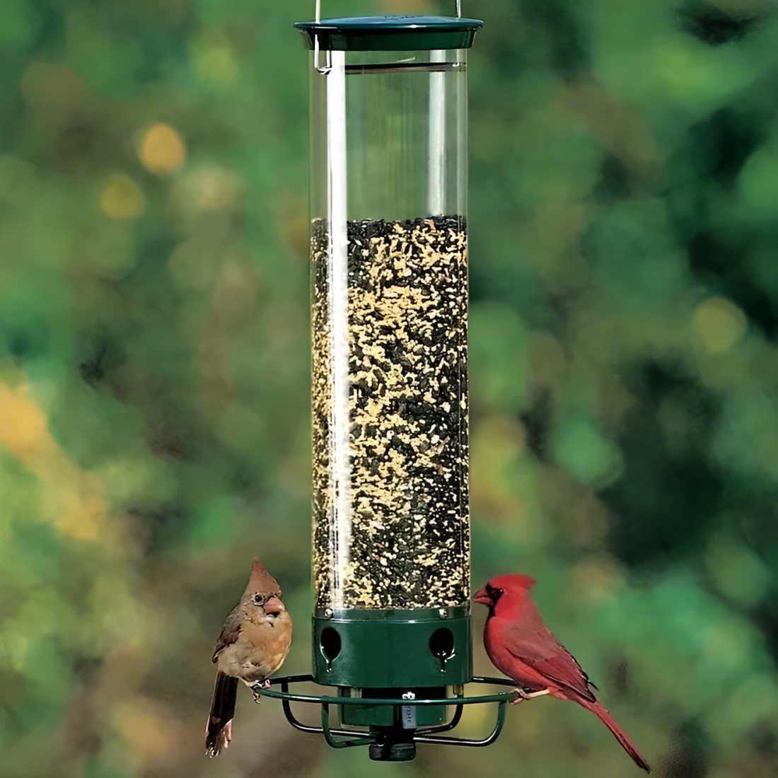 FEEDSAFE – Squirrel-Proof Bird Feeder for Hassle-Free Backyard Birdwatching