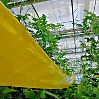 BUGSTRIP - Tree Barrier Tape That Stops Crawling Garden Pests