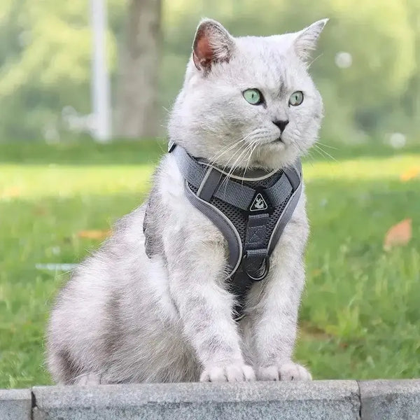 Harnais chat en Y - Anti-fugue sécurisé | CatSafe