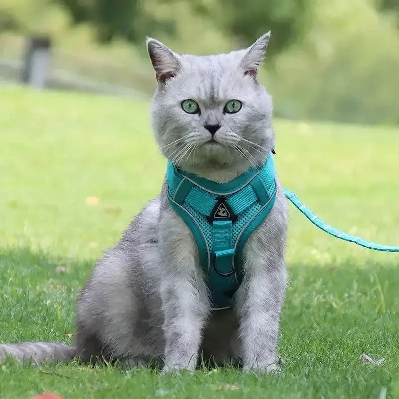 FELNIVO - Escape-Resistant Y-Shaped Cat Harness for Safer Walks