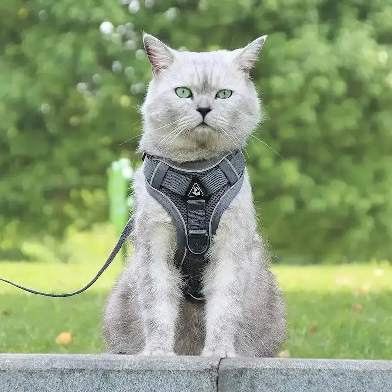 FELNIVO - Escape-Resistant Y-Shaped Cat Harness for Safer Walks