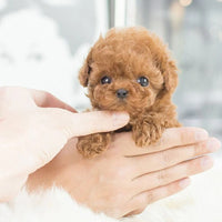 PUPLIVA - Interactive Robotic Puppy for Lifelike Companionship