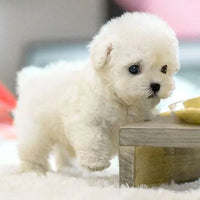 PUPLIVA - Interactive Robotic Puppy for Lifelike Companionship